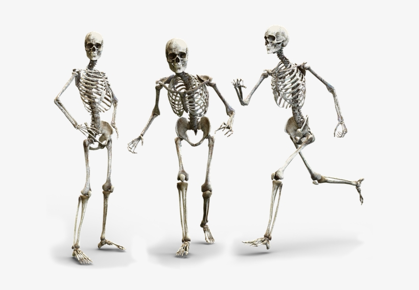 Skeleton Bone, transparent png #745430
