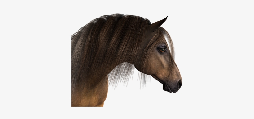 Horse Head Horse Head Animal Mane Animal P - Cabeza De Caballo Png, transparent png #745549