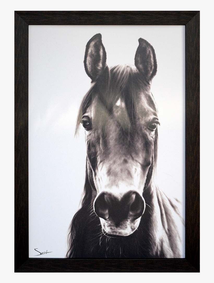 Paragon - Horse Portrait - Brayden Studio 'horse Portrait' Framed Graphic Art, transparent png #745632