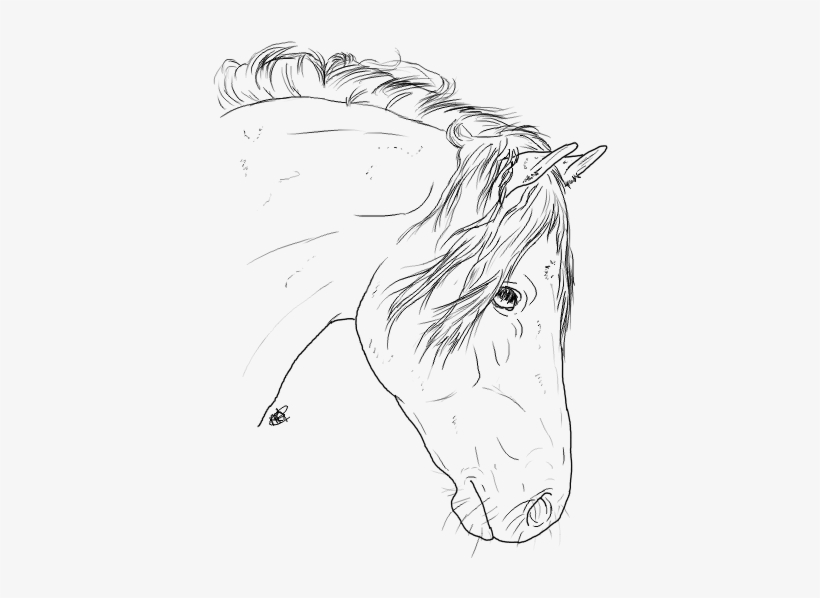 Horse Head Line At Getdrawings Com Free - Horse, transparent png #746029