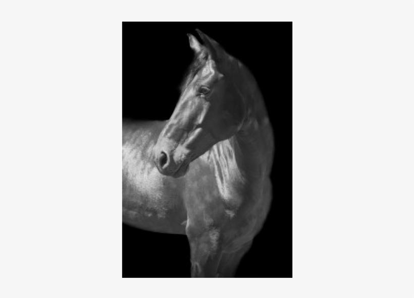 Grey Horse Turned Left On Black Background, 40 X - White Horse Turned Head, transparent png #746074