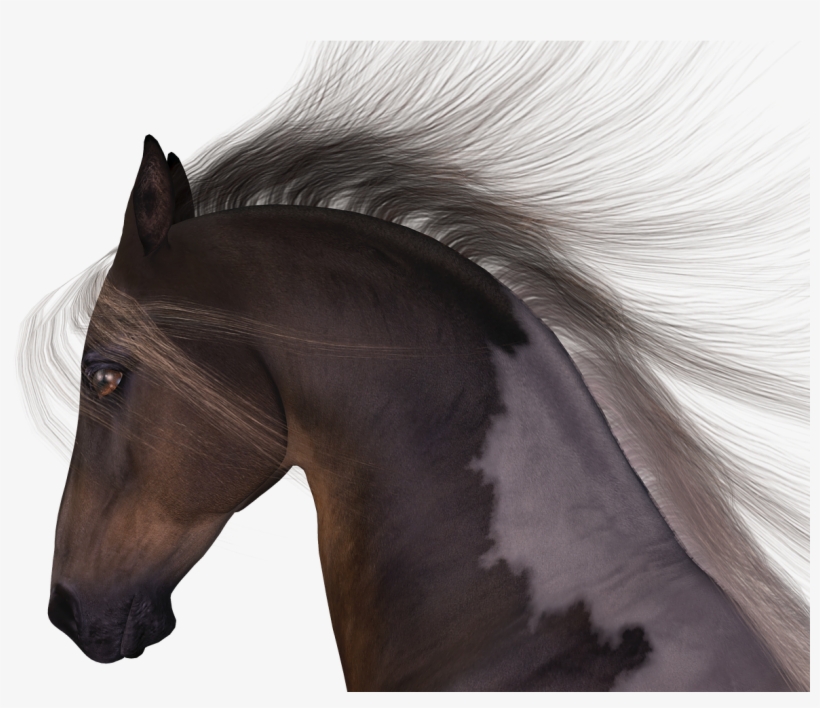 Horse Mane Head - Pretty Girl Horse Shirt Beautiful Appaloosa Equestrian, transparent png #746165