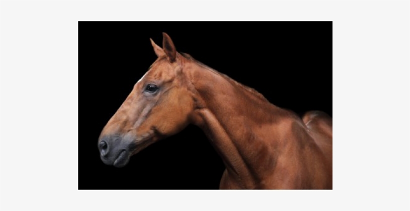Brown Horse Facing Left, 40 X - Horse, transparent png #746338
