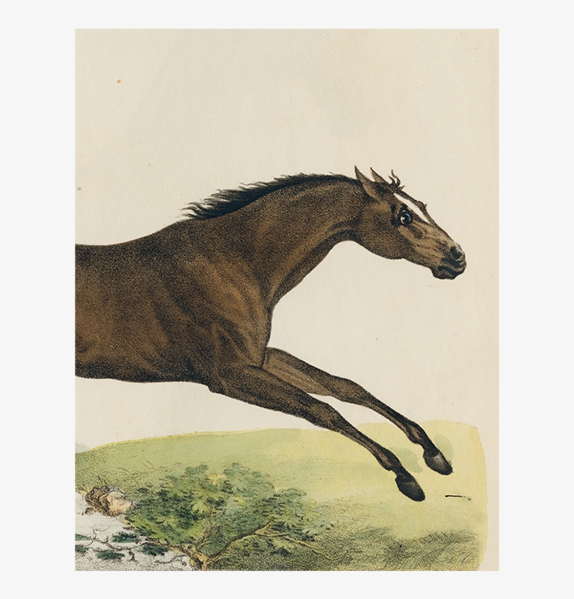 025 04f4779f Adc6 4b15 8a39 F5f2ecd4edf9 V=1527799940 - John Derian, transparent png #746384