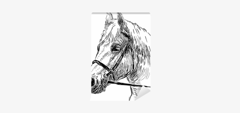 Horse, transparent png #746544