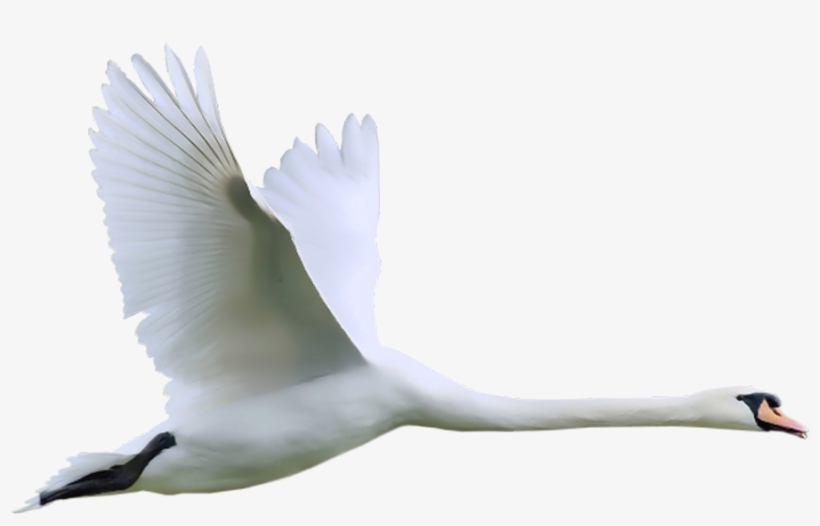 Swan Png, transparent png #747067