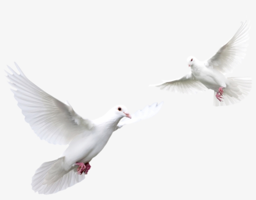 Download Pigeon Png Transparent Images Transparent - Doves Flying Black Background, transparent png #747088