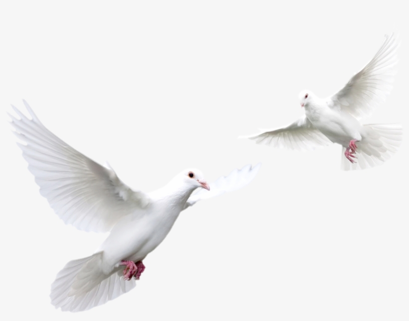 download pigeon png transparent images transparent doves flying black background free transparent png download pngkey download pigeon png transparent images