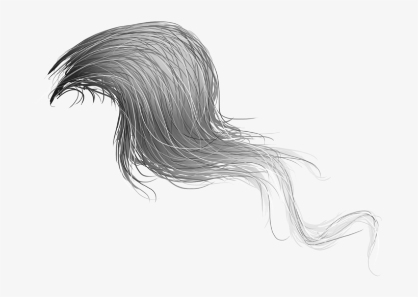 Horse Hair Png - Sketch Of Horse Hair, transparent png #747744