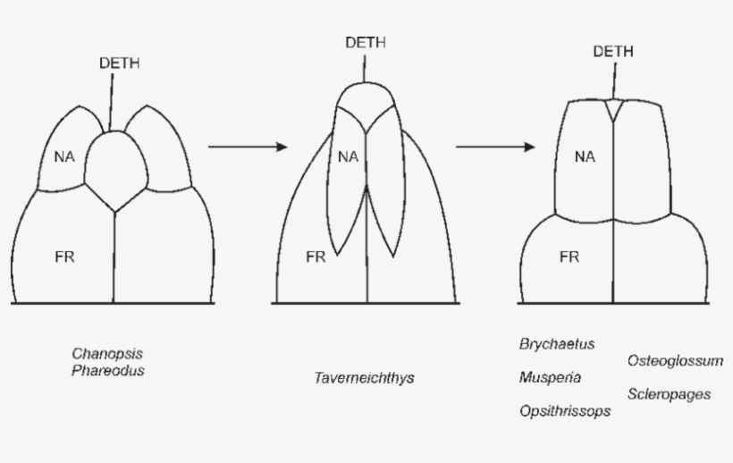 The Evolution Of The Snout Pattern Within The Osteoglossidae,, transparent png #7400357