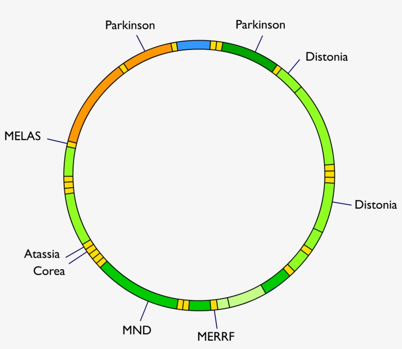 Mitochondrial Dna And Diseases, transparent png #7409681
