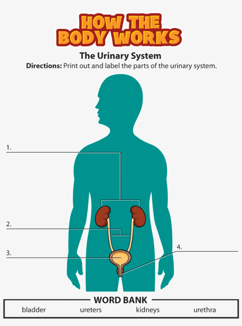 Urinary System Activity, transparent png #7409686