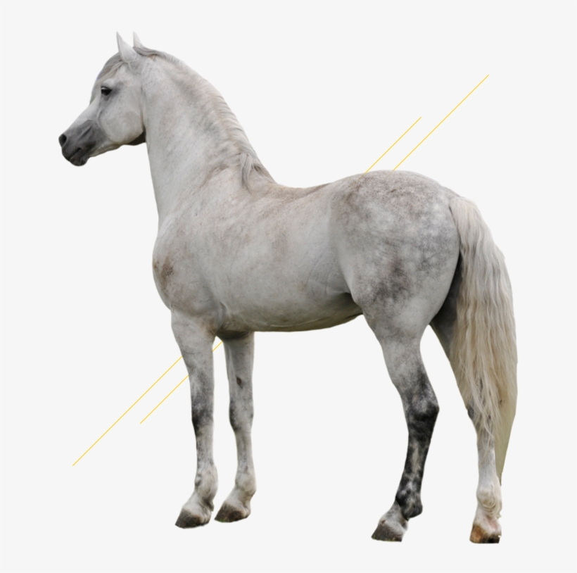 Witte Paard Achtergrond, transparent png #7411227