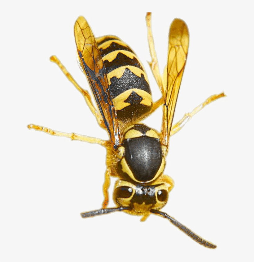 Wasp Png Pic, transparent png #7412952
