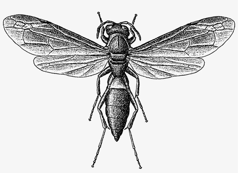 Wasp Png, transparent png #7413271