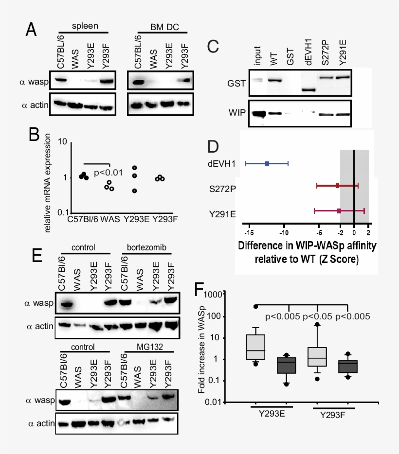 Mutation Of Y293 Dramatically Alters Wasp Protein Levels, transparent png #7413479