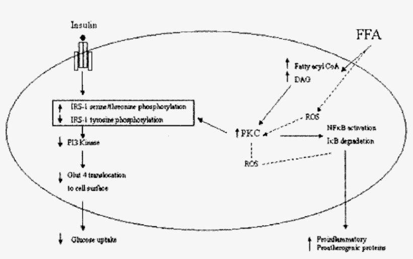 Potential Mechanism Of Ffa On Insulin Resistance And, transparent png #7417825