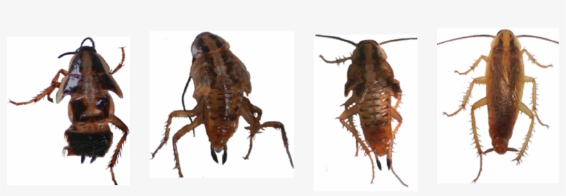 Evolution Of Insect Metamorphosis Lab, transparent png #7419238