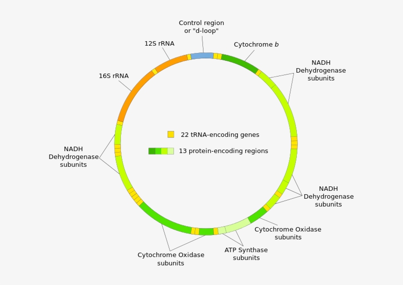 Human Mitochondrial Dna, transparent png #7420031