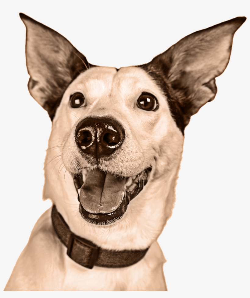 Meal Calculator, transparent png #7420090