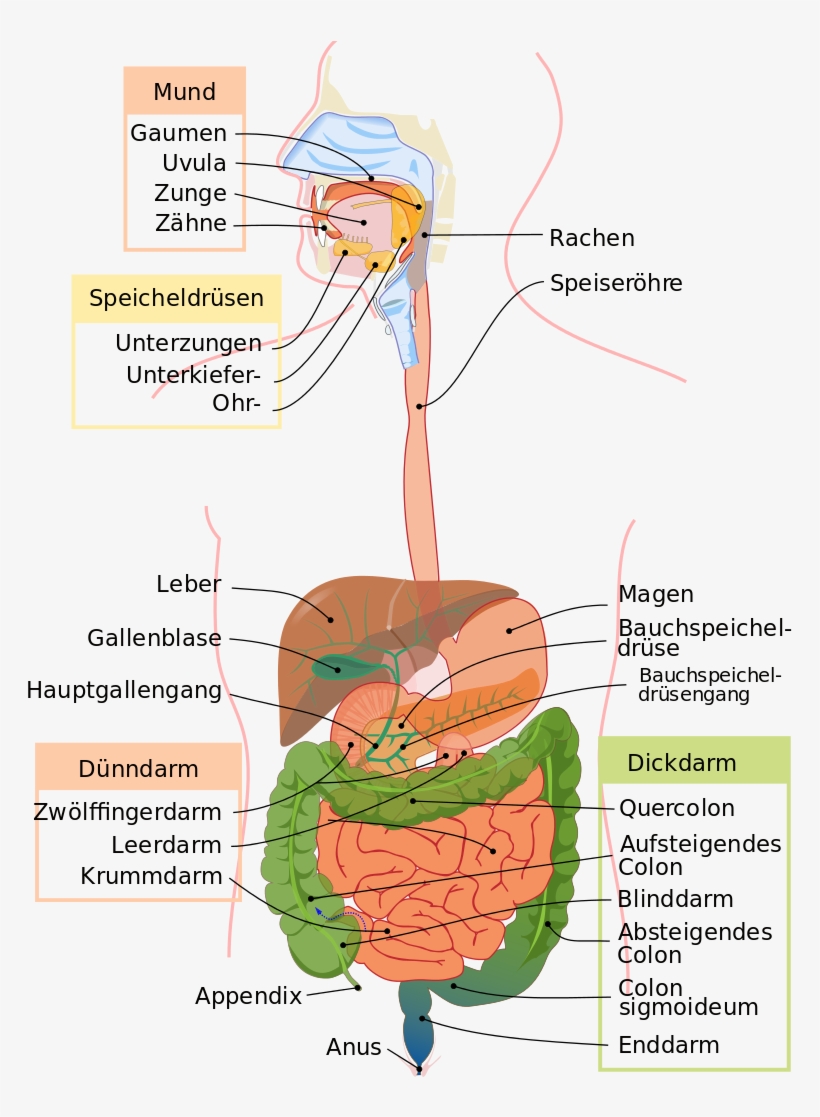 Life Cycle Of Cockroach Wikipedia Pictures, transparent png #7420154
