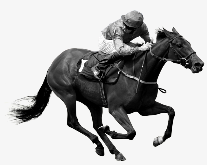 Horses In Training, transparent png #7423576