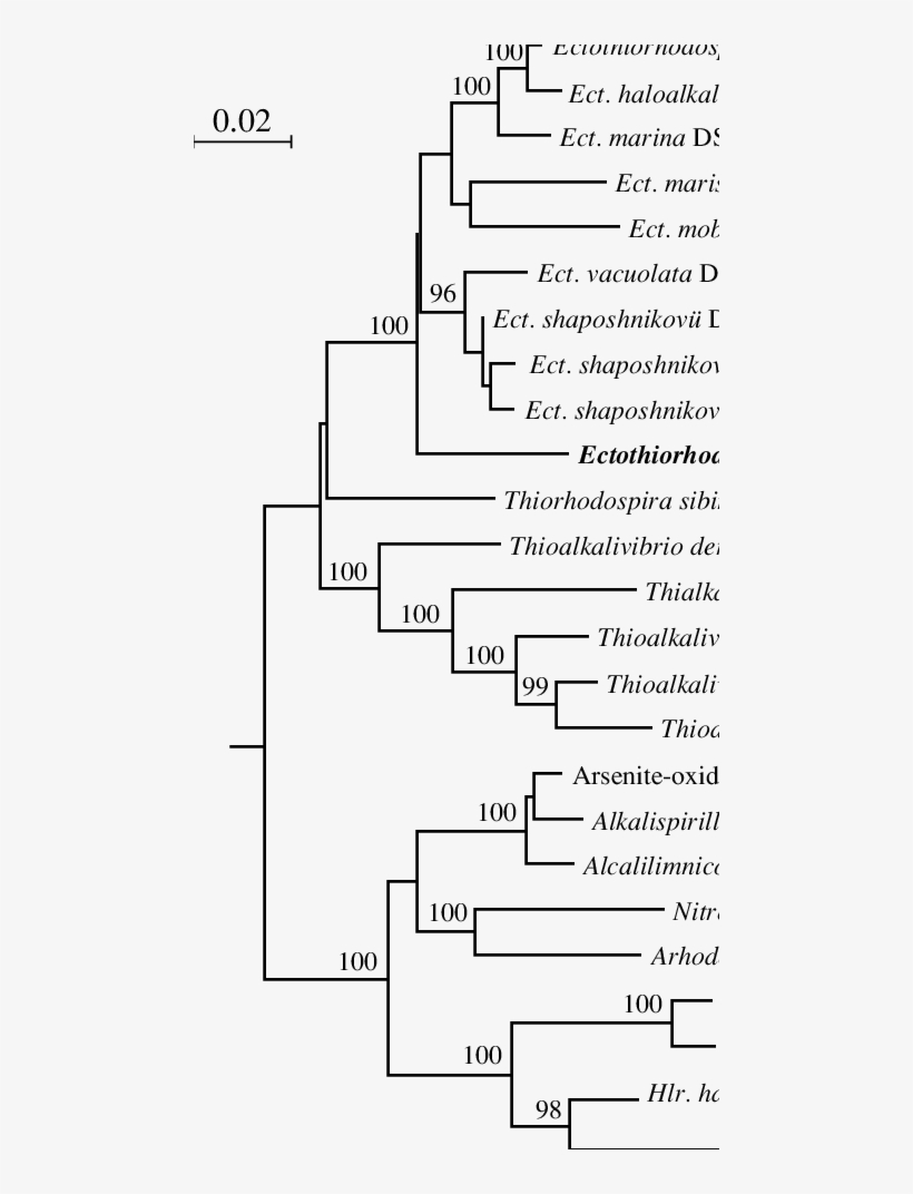 Phylogenetic Tree Showing The Position Of Strain M9, transparent png #7423747