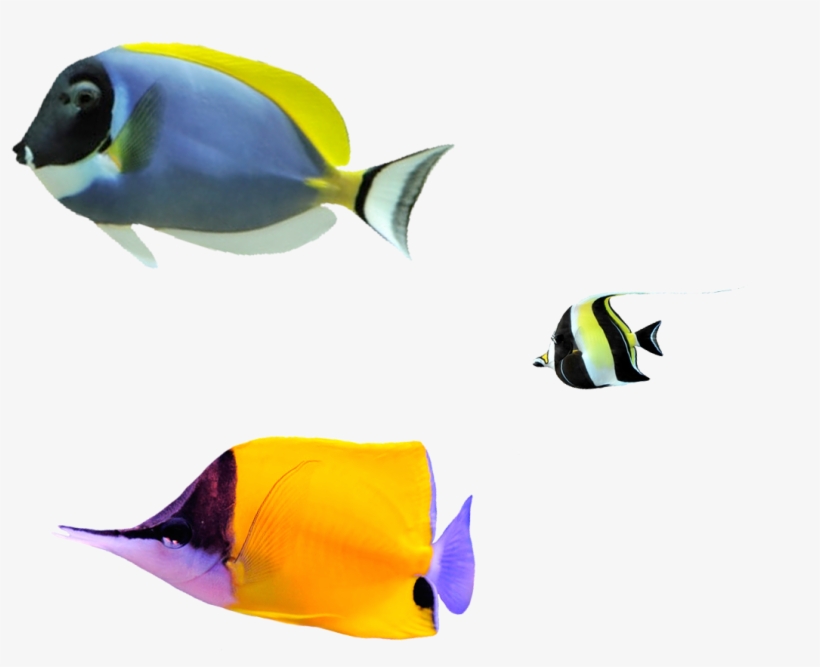 Fondo Burbujas Pez Pez, transparent png #7430079