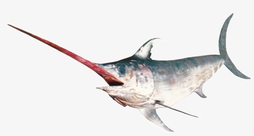 Pez Espada Png, transparent png #7430229