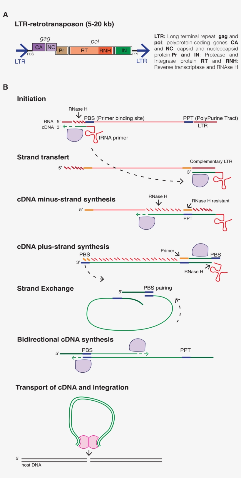 Ltr Retrotransposon, transparent png #7430306