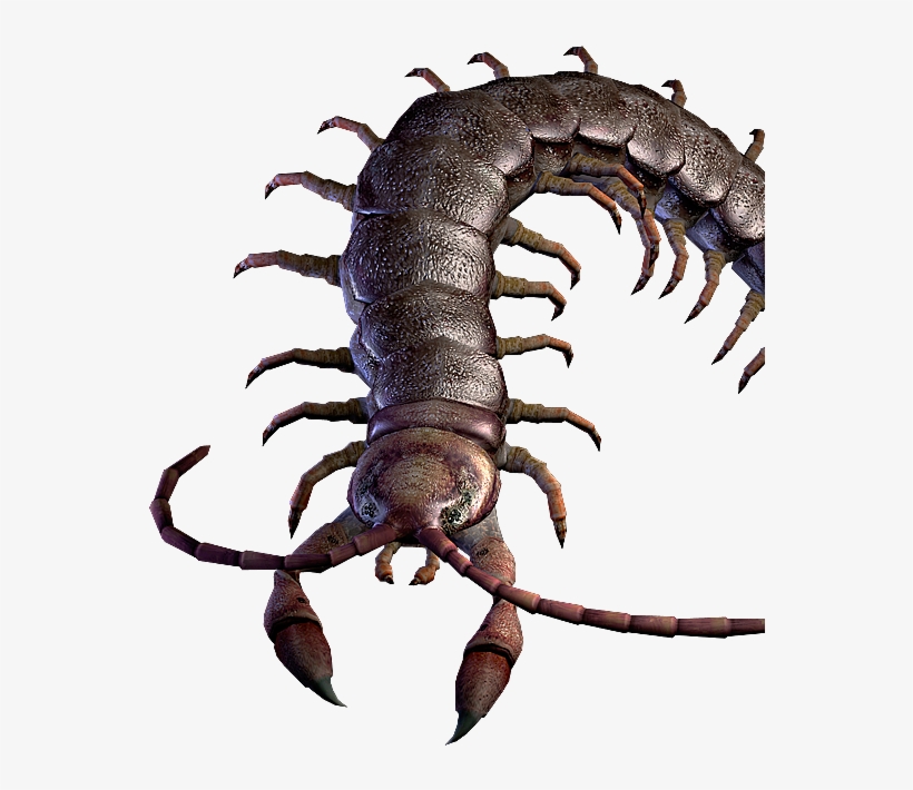 Centurion, transparent png #7431596
