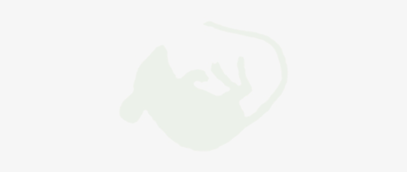 Rodents, transparent png #7432497