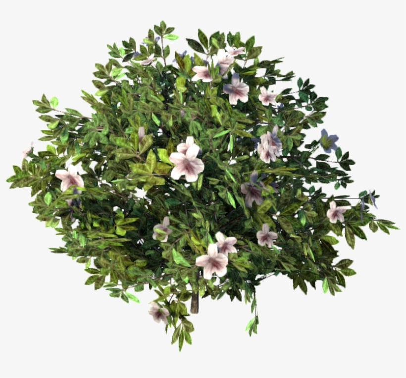 Azalea, transparent png #7435262