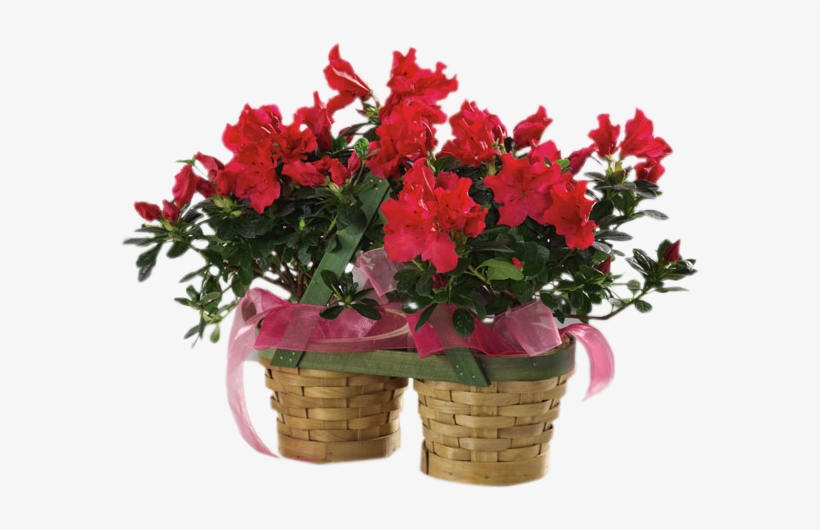 Alluring Azalea, transparent png #7435320