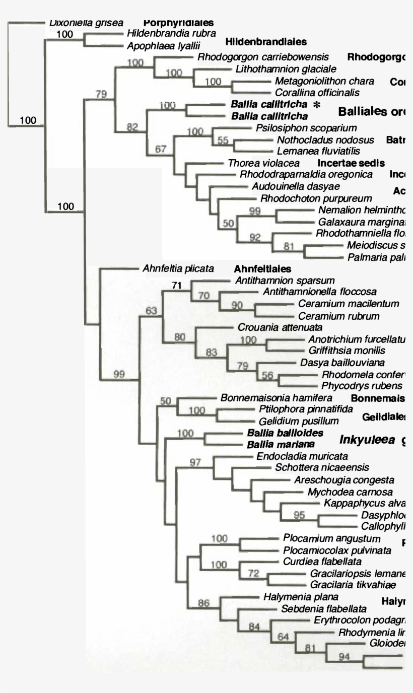 One Of The Equally Parsimonious Trees With Results, transparent png #7435826