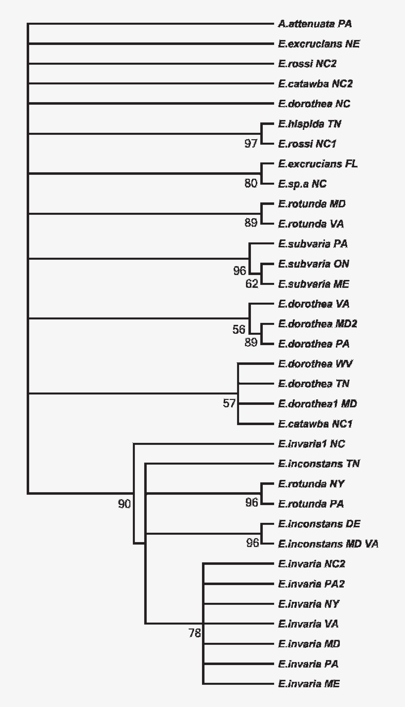 Fifty Percent Majority-rule Consensus Neighborjoining, transparent png #7435919
