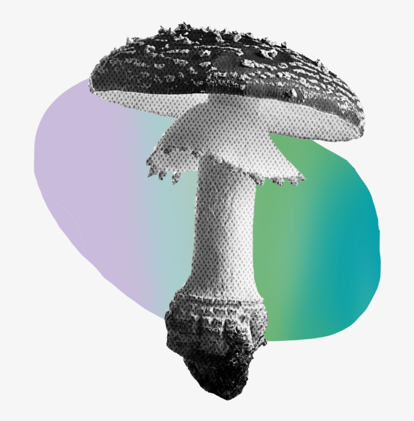 Shroom, transparent png #7437867