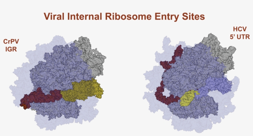 Internal Ribosome Entry Sites Are Used By Some Viruses, transparent png #7438823
