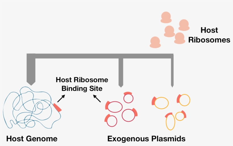 1 Competition Of Ribosomes With Host Genome, transparent png #7438882