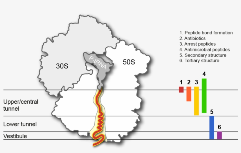 The Ribosomal Exit Tunnel, transparent png #7439142