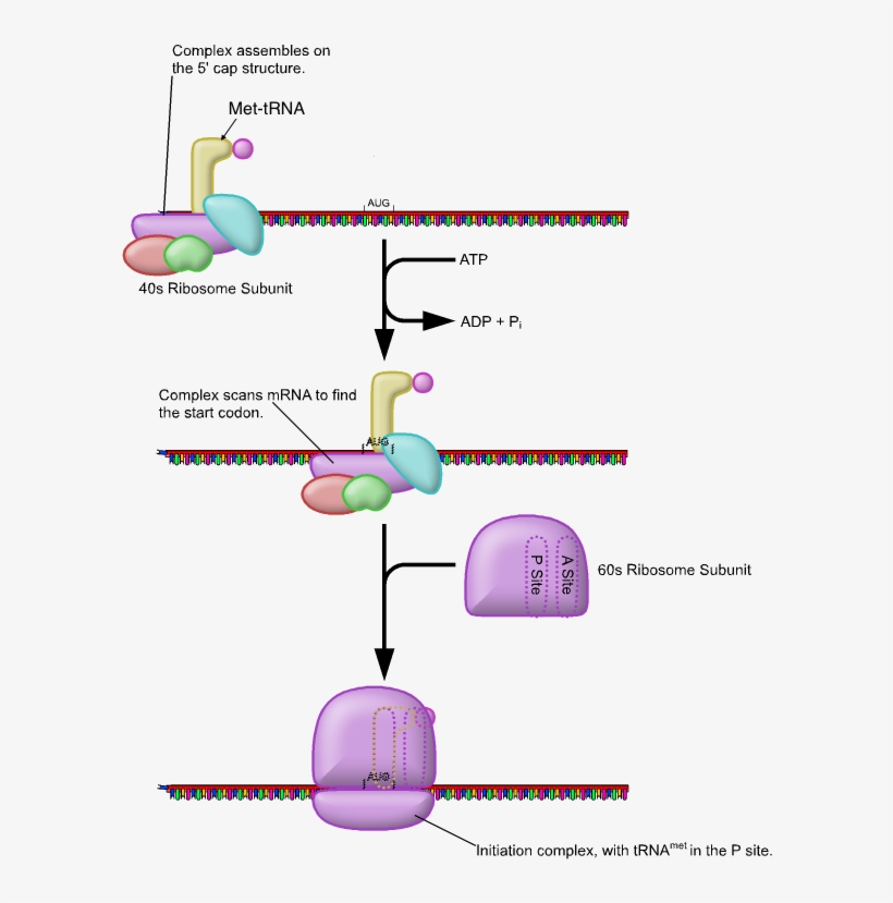 Fig 3 Initiation Of Translation Showing Charged Met-trna, transparent png #7439226