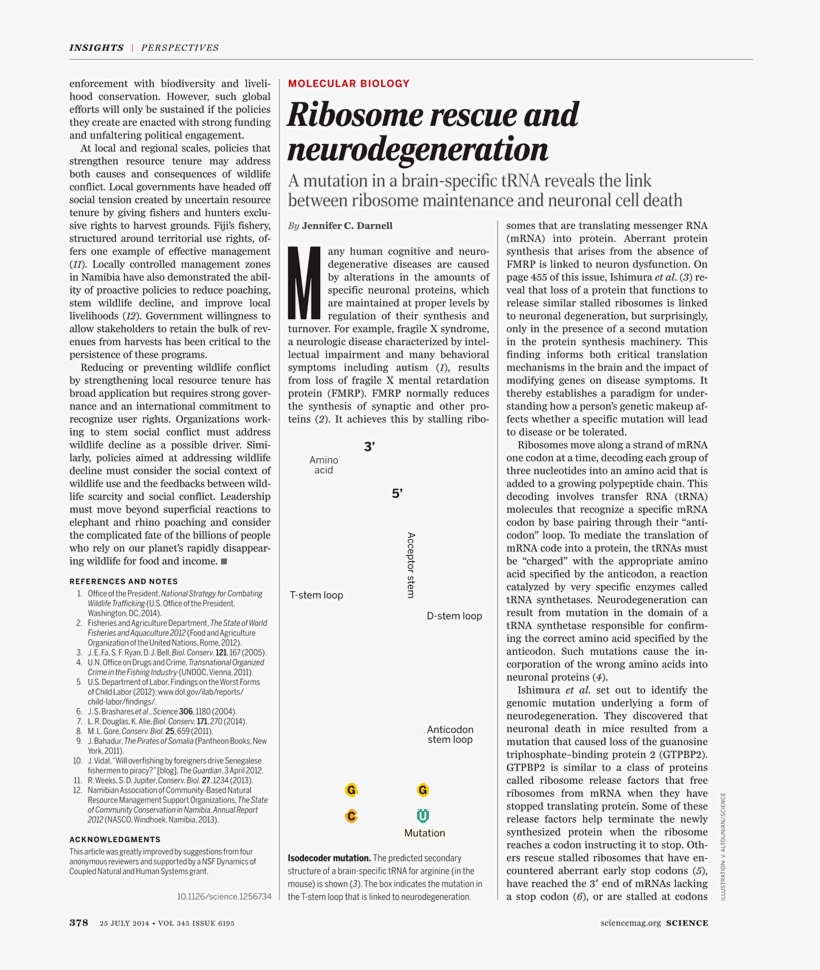Ribosomes Png, transparent png #7439719