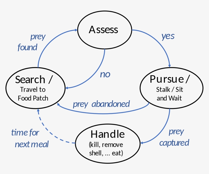 A Basic Foraging Cycle For A Predator, With Some Variations, transparent png #7439820