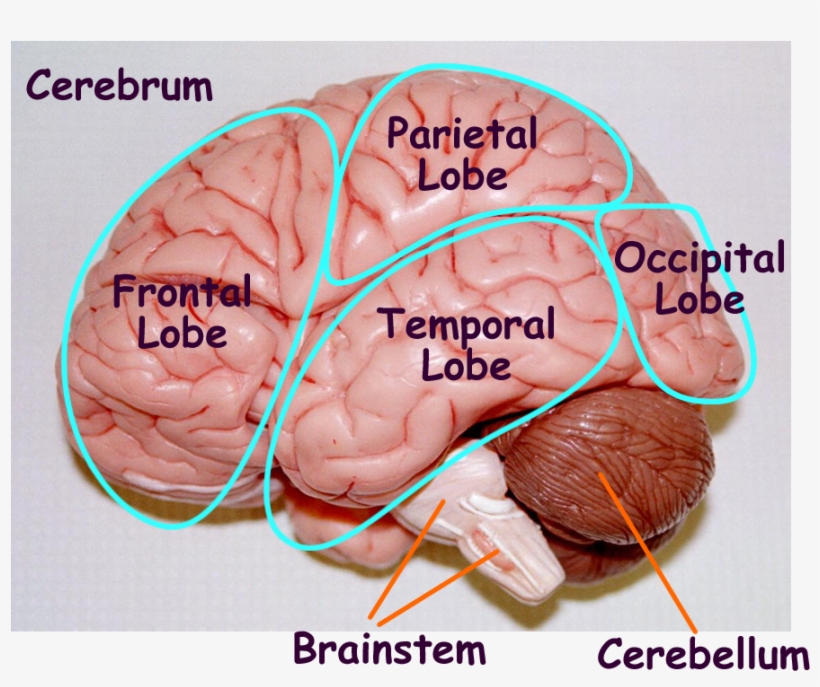 Edu Mweis Images Models 2401models Nervous, transparent png #7440452