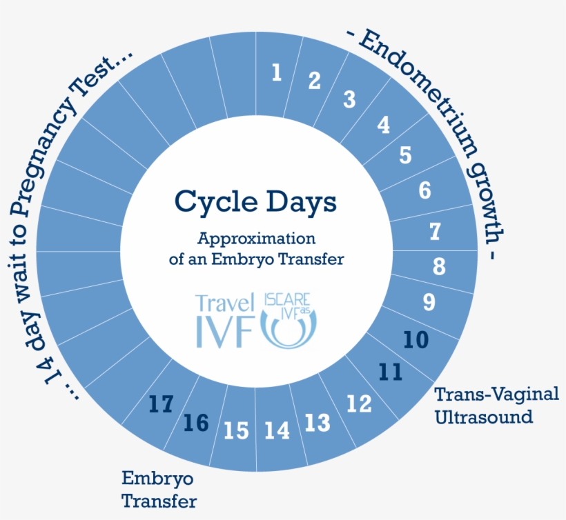 Embryo Donation At Iscare, transparent png #7442131