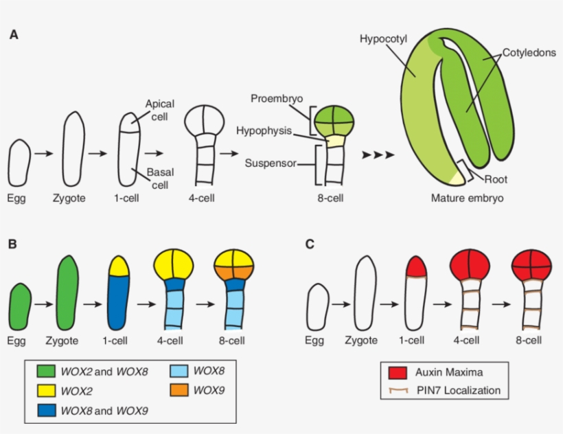 Embryo Development And The Asymmetric Localization, transparent png #7442305