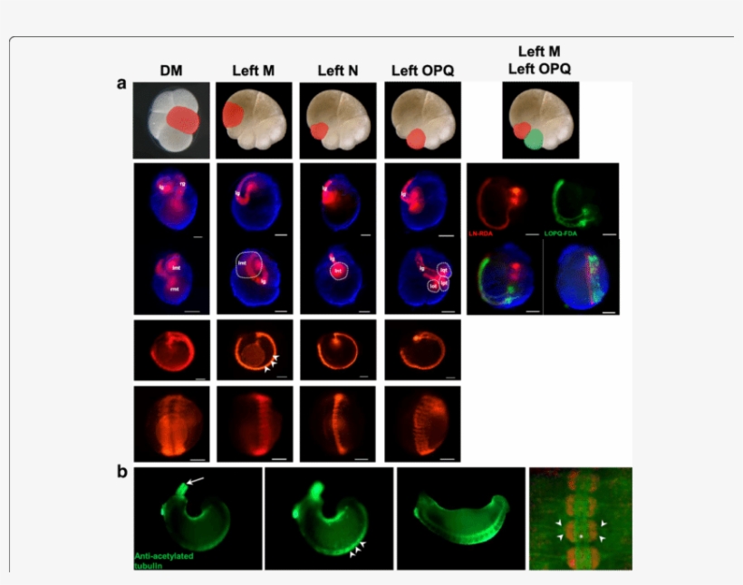 Fluorescent Lineage Tracer Injection And Anti-acetylated, transparent png #7443086