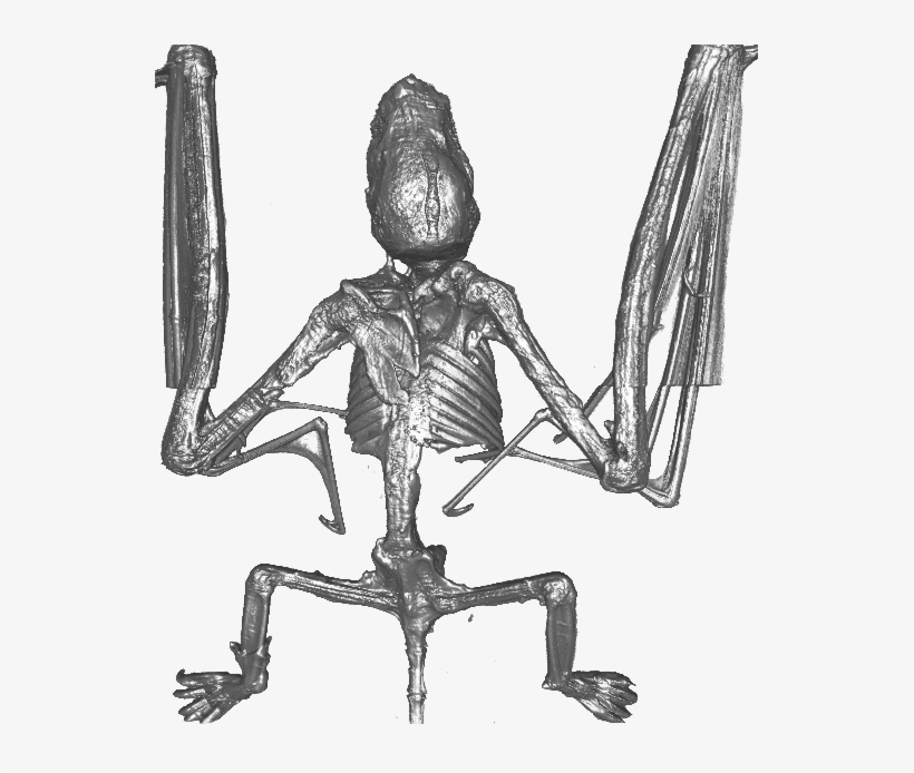 Bat, transparent png #7443446