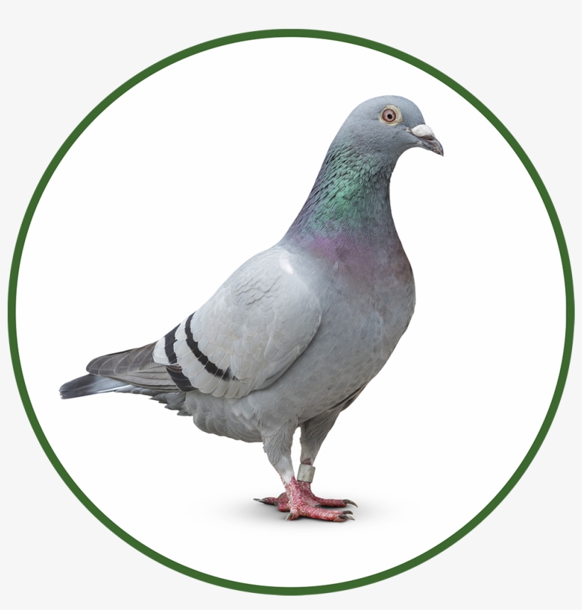 Dove Icon Png, transparent png #7443717