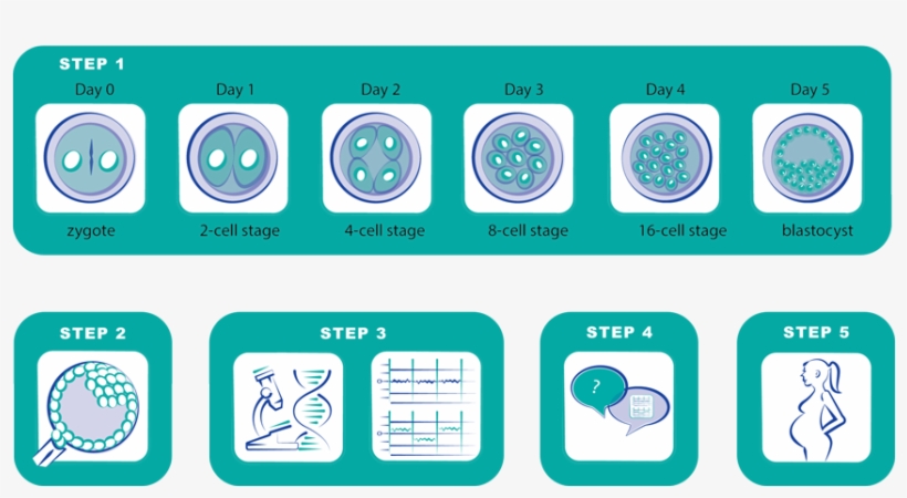 In Vitro Fertilization [introduction Of The Sperm And, transparent png #7443773